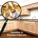 How To Get Rid Of Termites In Kitchen Cabinets